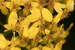 Woody goldenrod